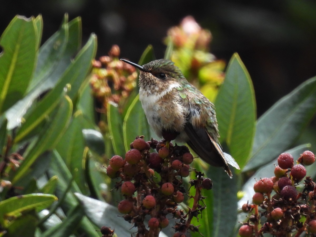Volcano Hummingbird - ML644446328