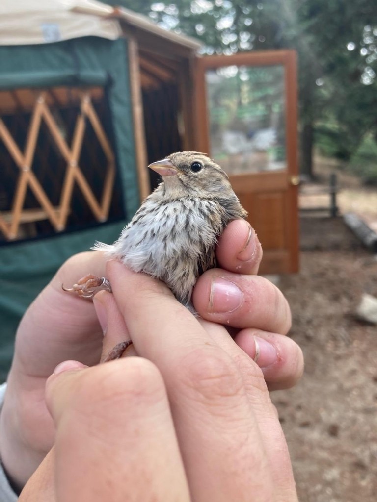 Chipping Sparrow - ML644446330