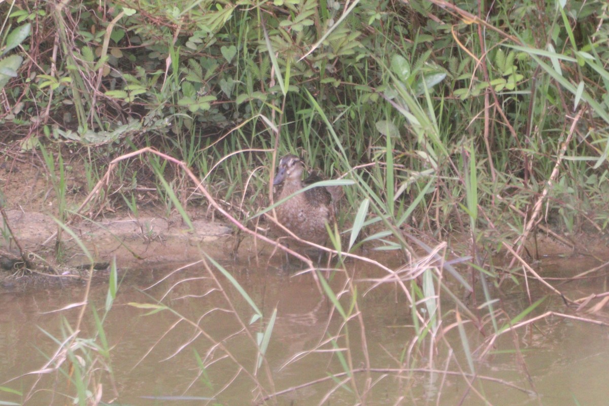 čírka modrá - ML644446331