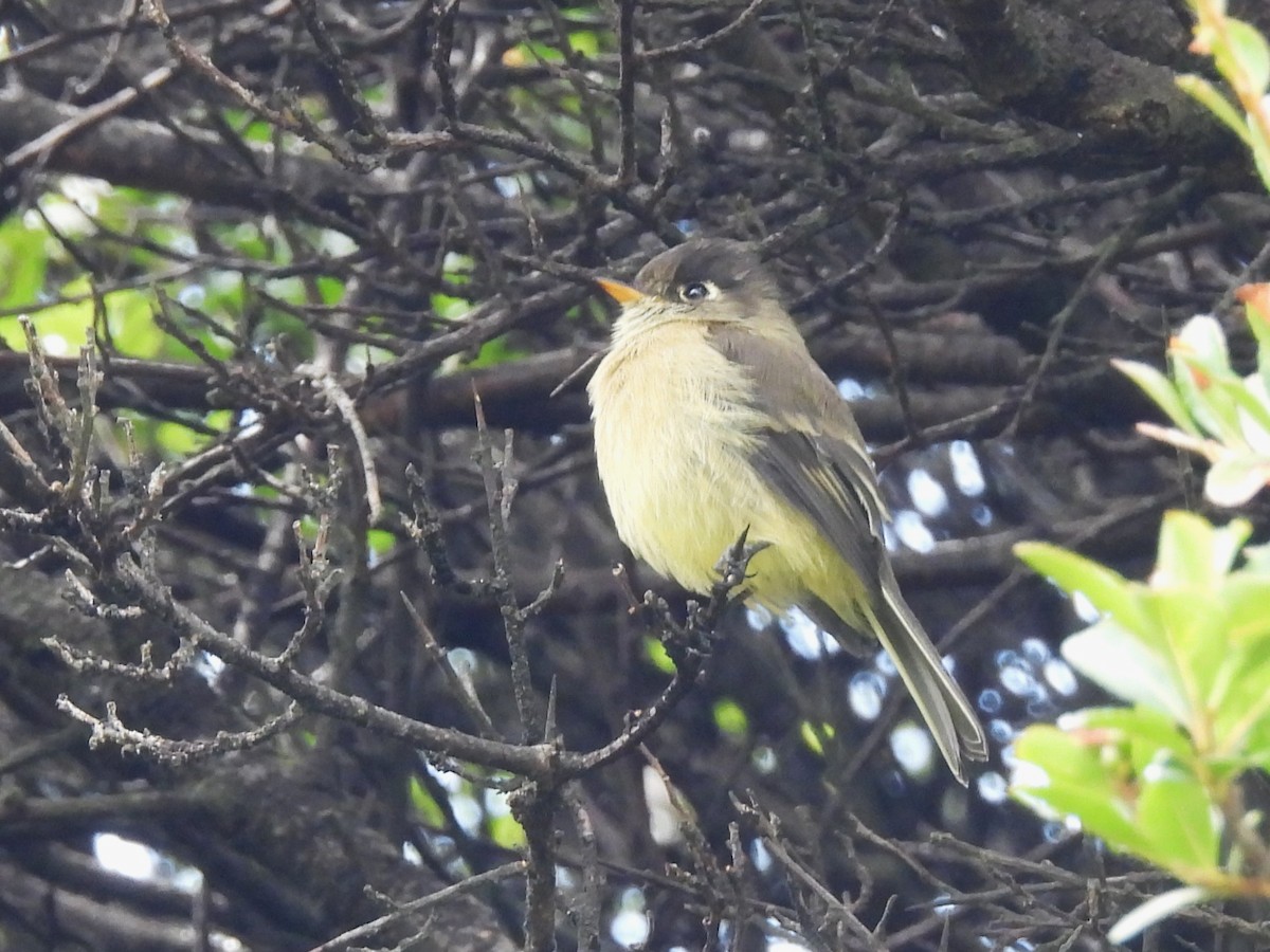 Moucherolle à tête noire - ML644446333