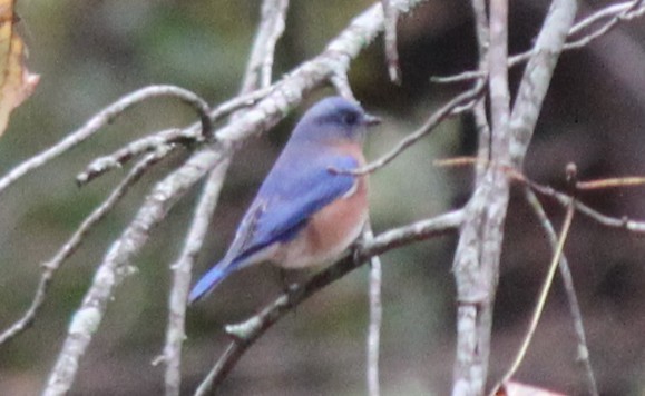 Eastern Bluebird - ML644446334