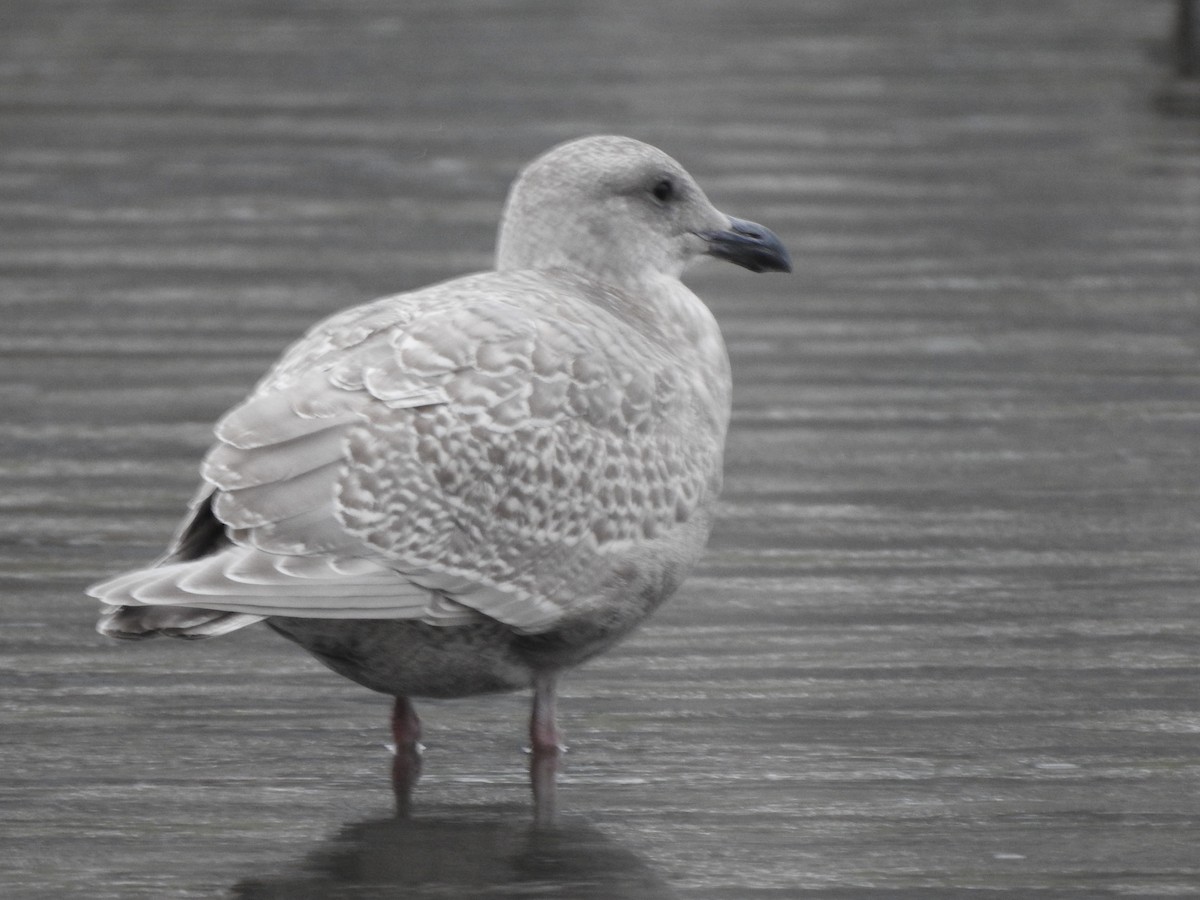 gråvingemåke - ML644446336