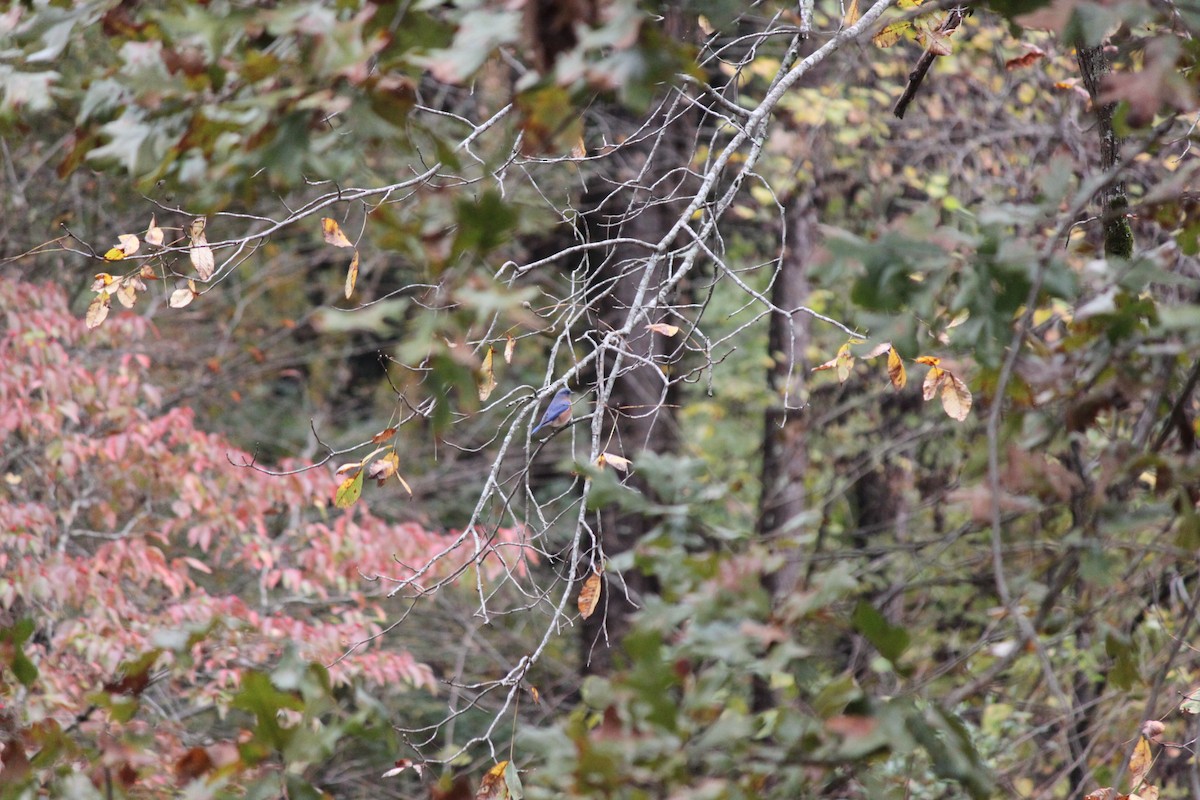Eastern Bluebird - ML644446337