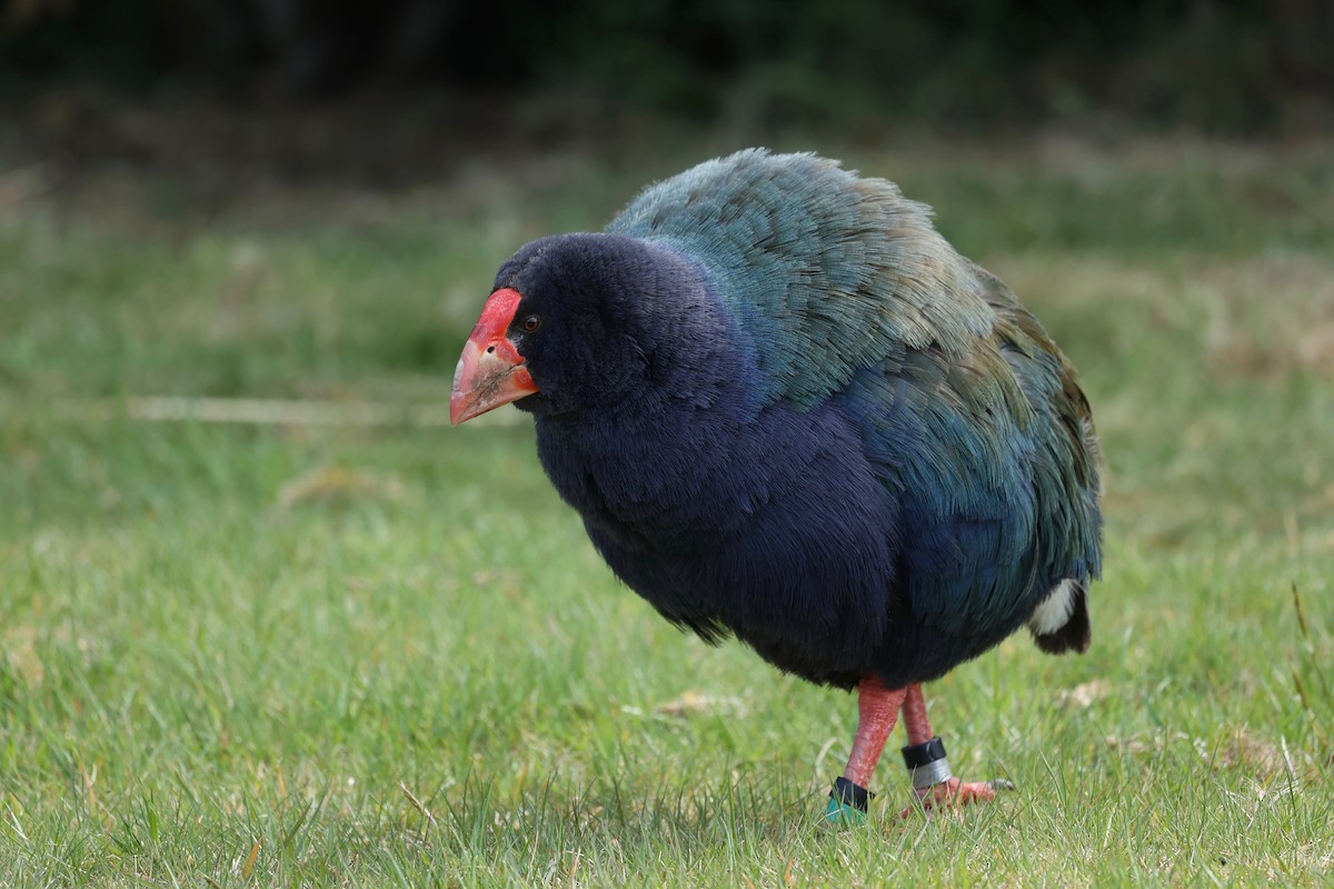 South Island Takahe - ML644446339