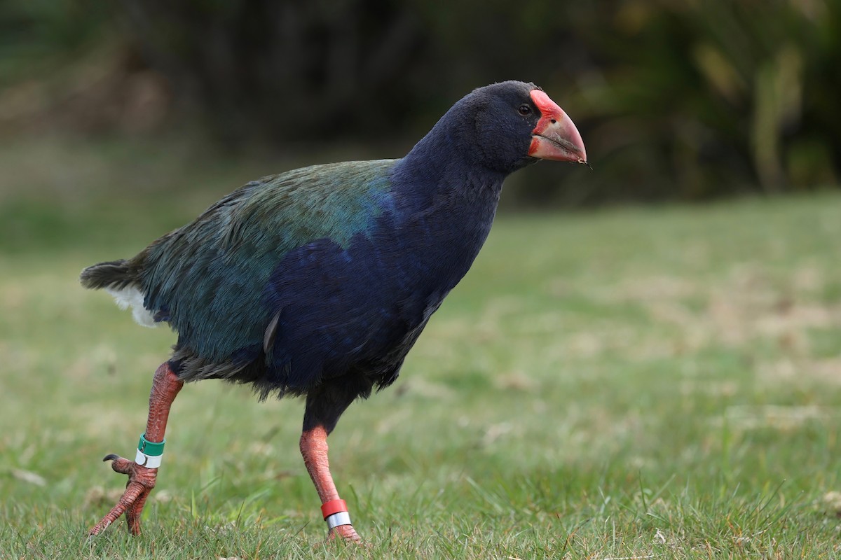 South Island Takahe - ML644446340