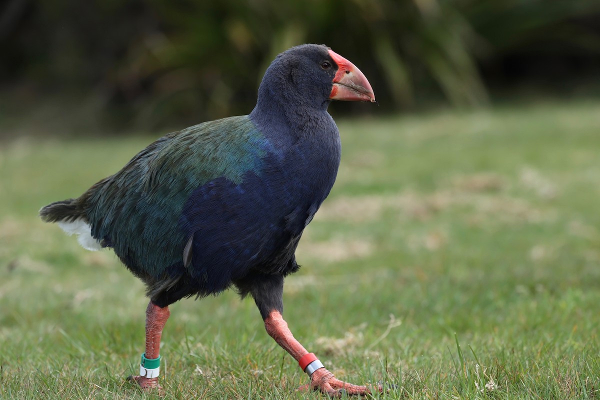 South Island Takahe - ML644446341