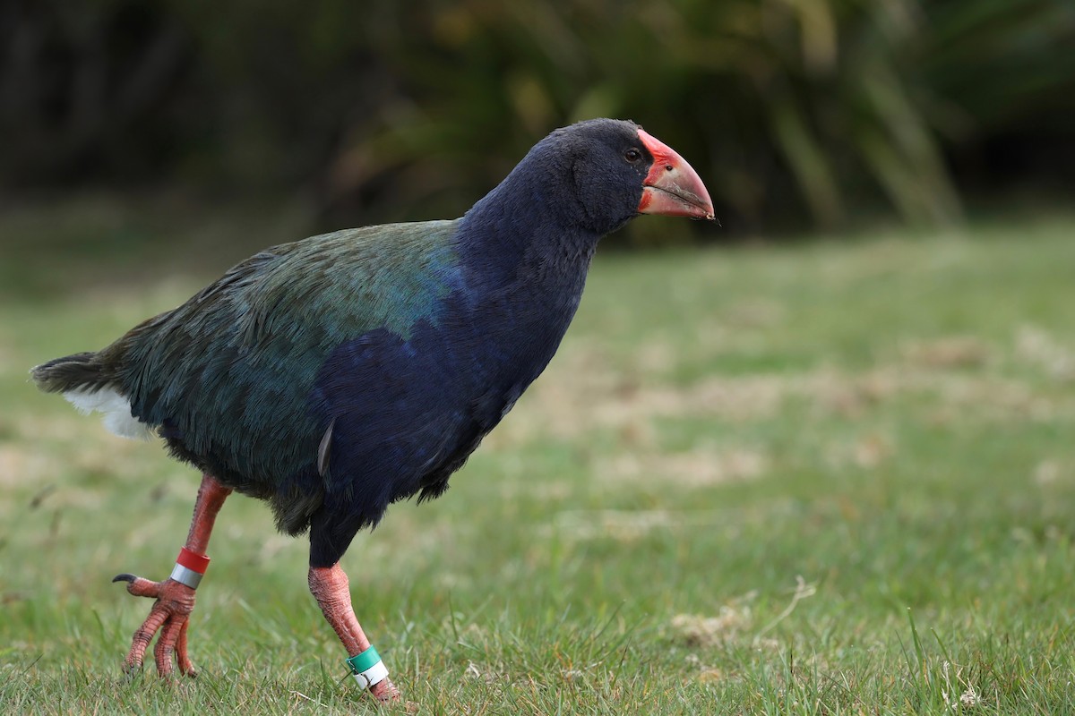 South Island Takahe - ML644446342