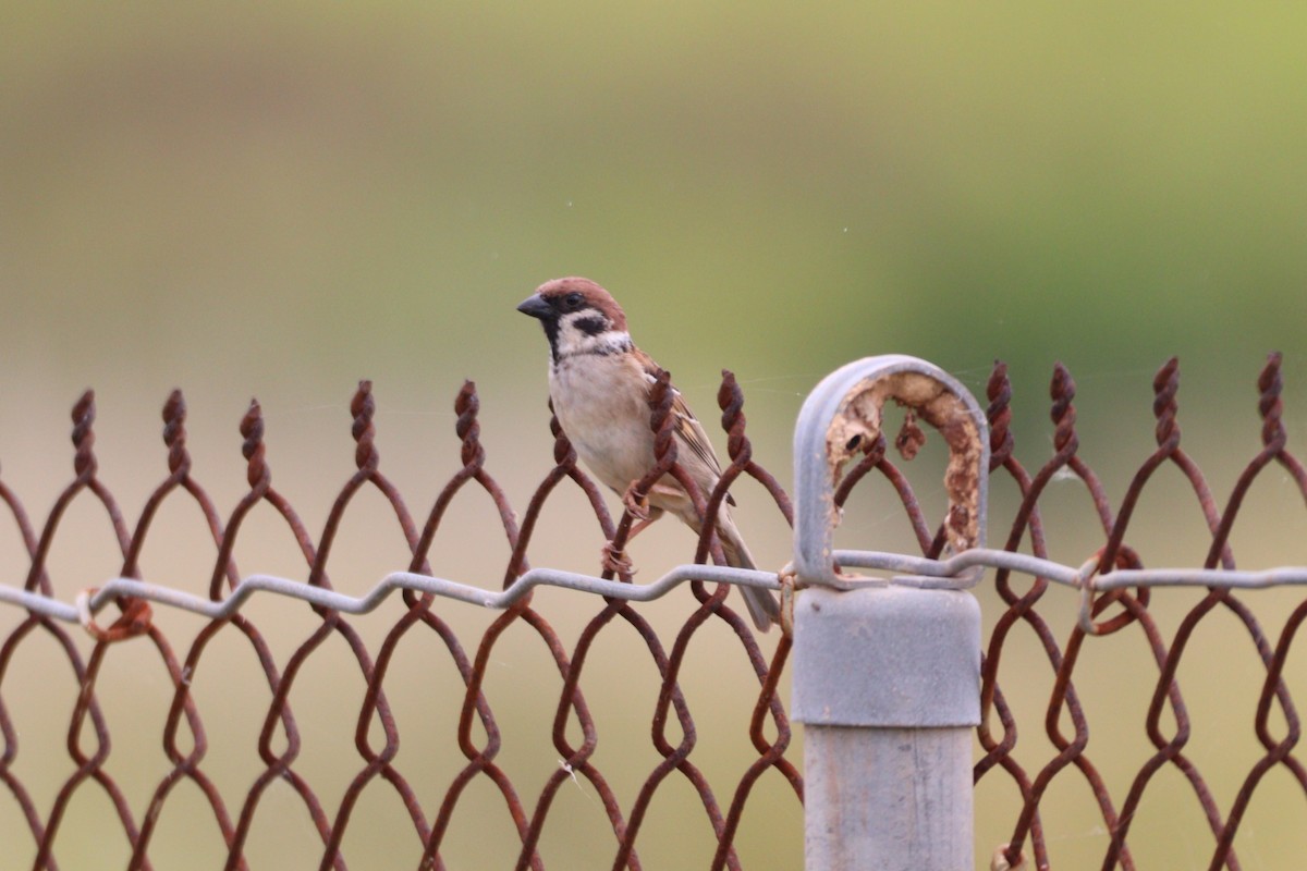 Eurasian Tree Sparrow - ML644446343