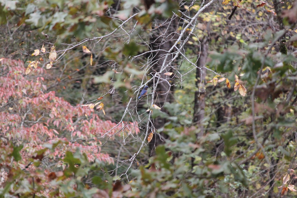 Eastern Bluebird - ML644446344