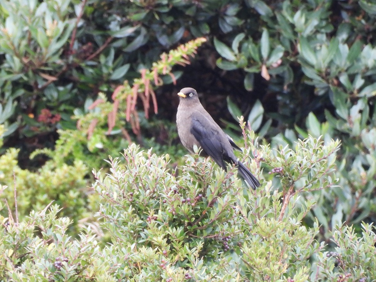 Sooty Thrush - ML644446346