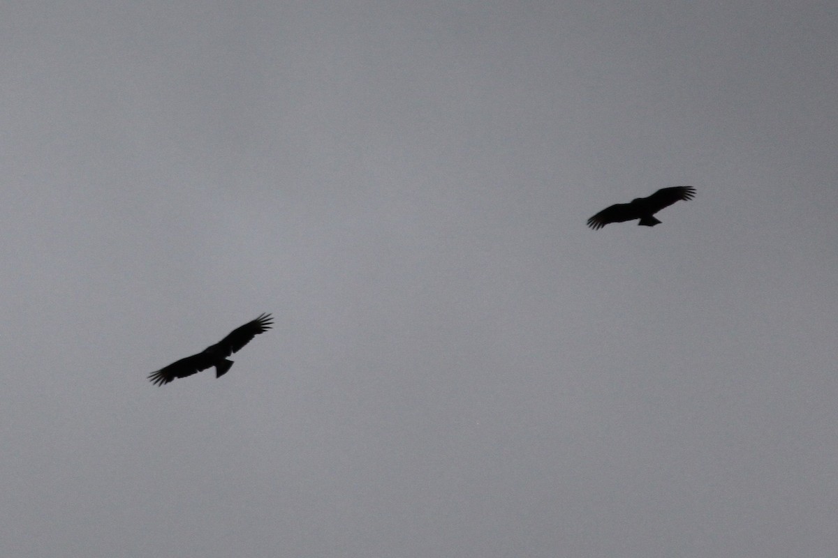 Black Vulture - ML644446347