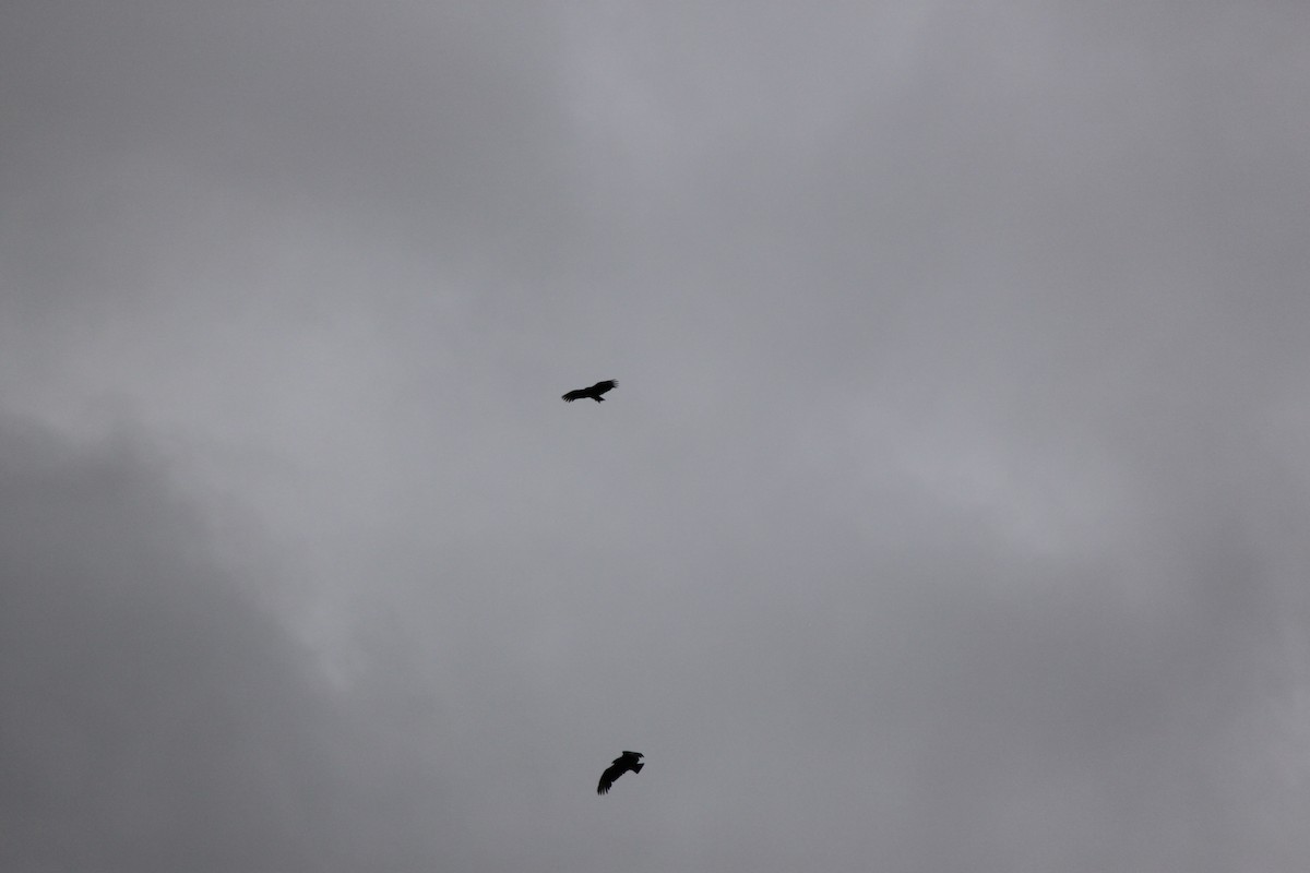 Black Vulture - ML644446349