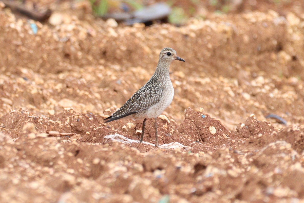 Pacific Golden-Plover - ML644446350