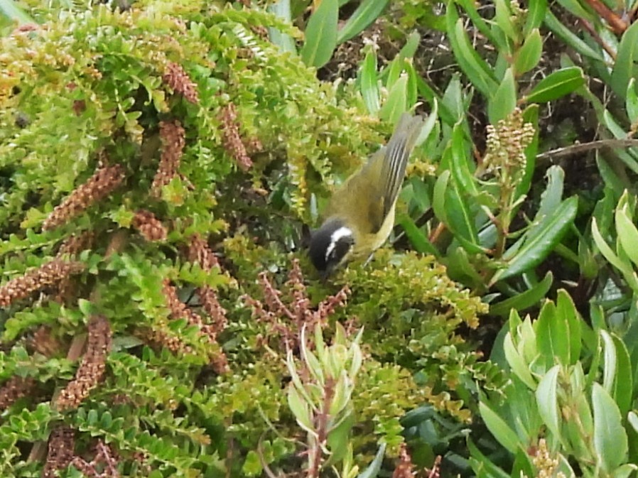 Sooty-capped Chlorospingus - ML644446351