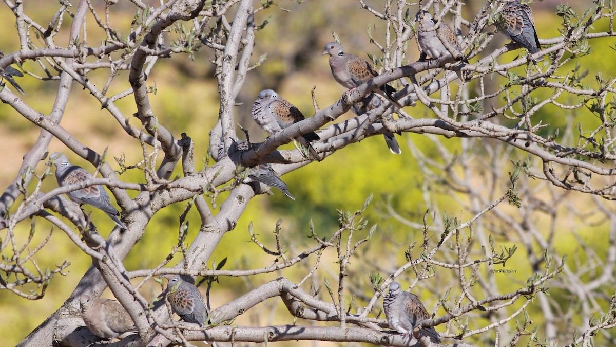 European Turtle-Dove - ML644446353