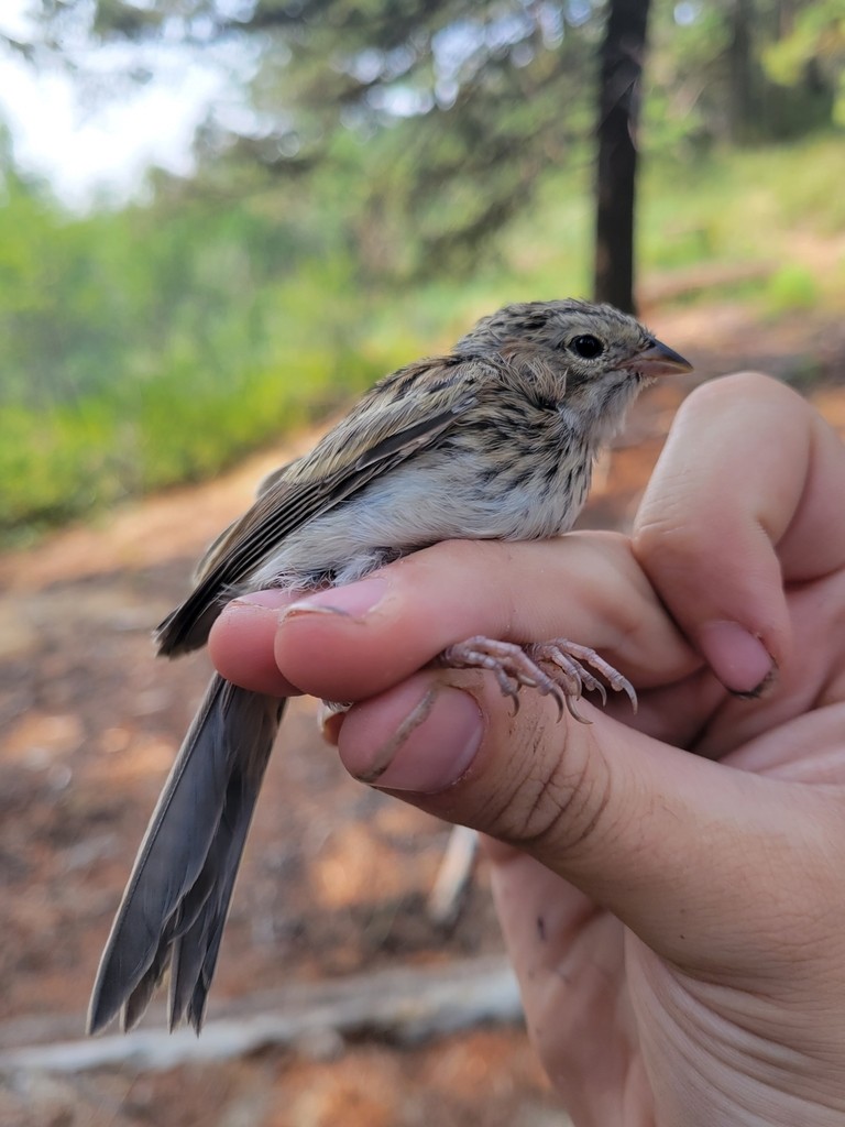 Brewer's Sparrow - ML644446354