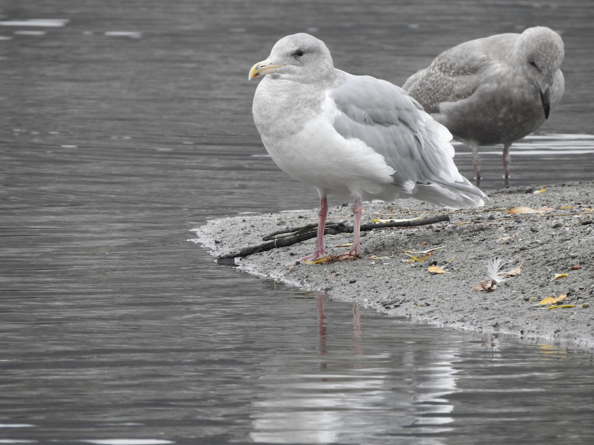 gråvingemåke - ML644446369