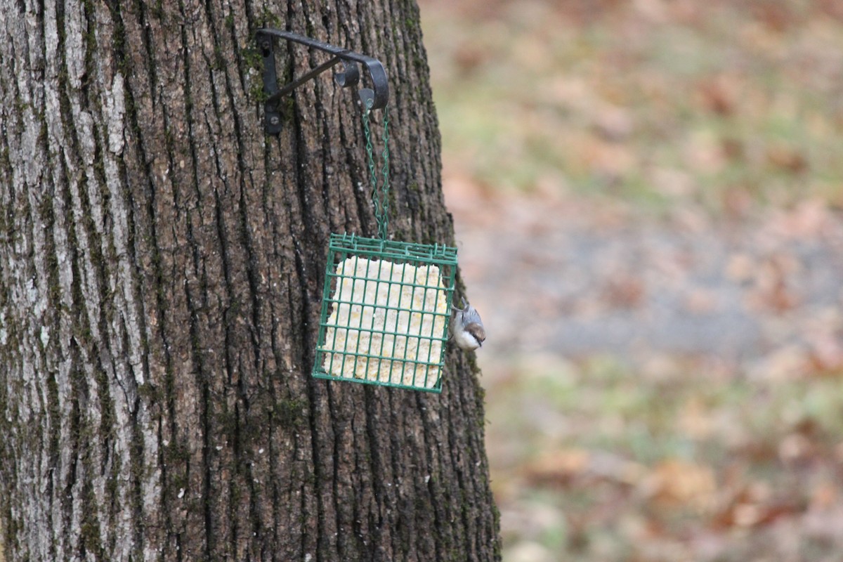 brhlík hnědohlavý - ML644446372