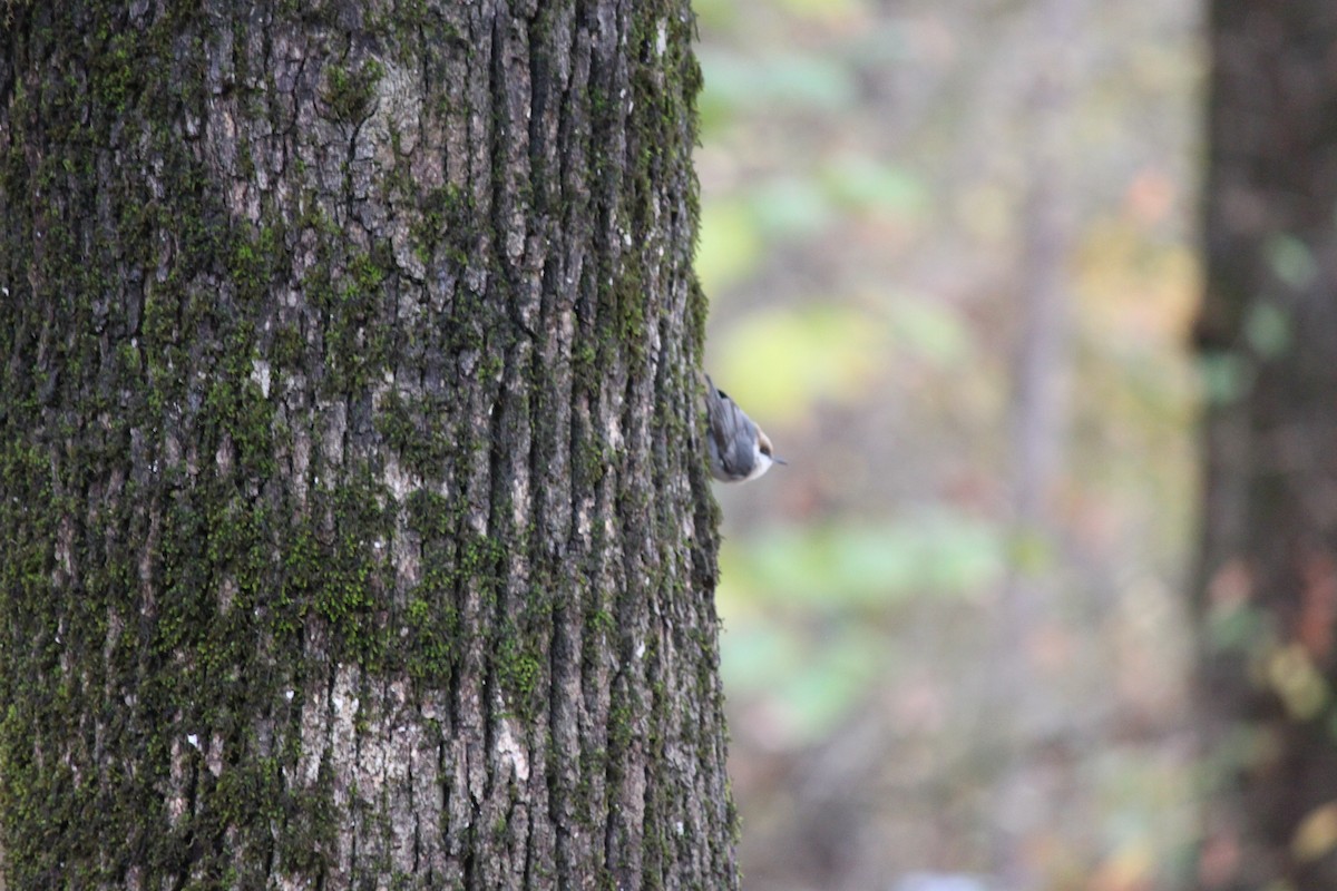 brhlík hnědohlavý - ML644446373