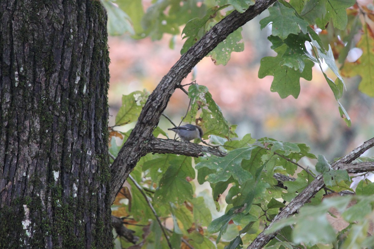 brhlík hnědohlavý - ML644446376