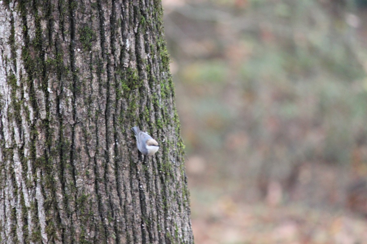 brhlík hnědohlavý - ML644446377