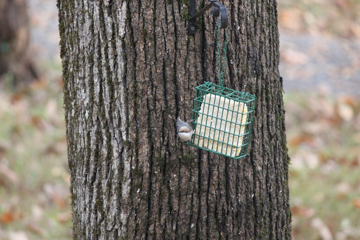 brhlík hnědohlavý - ML644446379