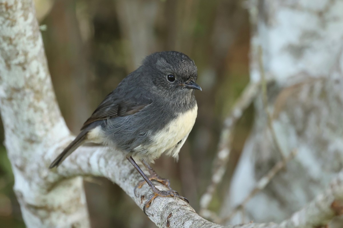 South Island Robin - ML644446385