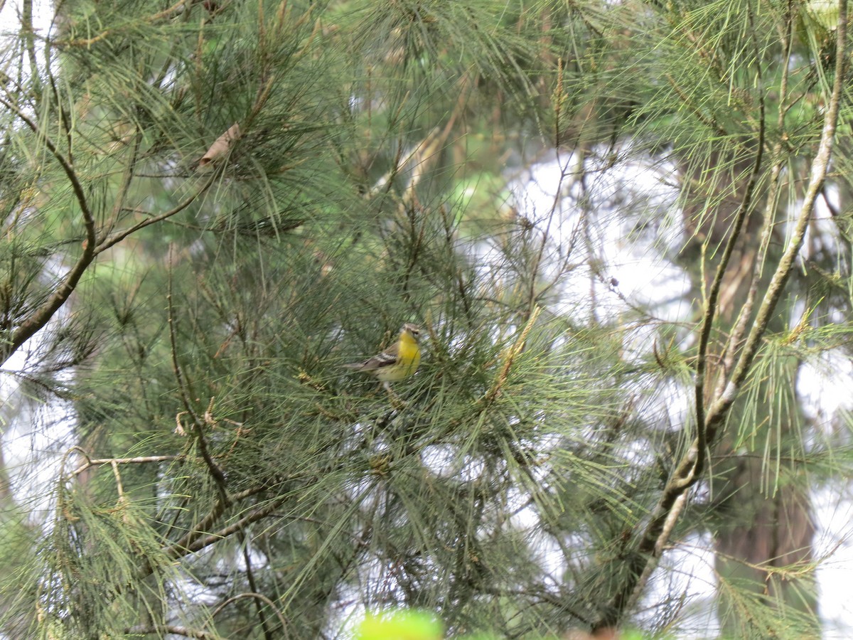 סבכון כתום-גרון - ML644446386