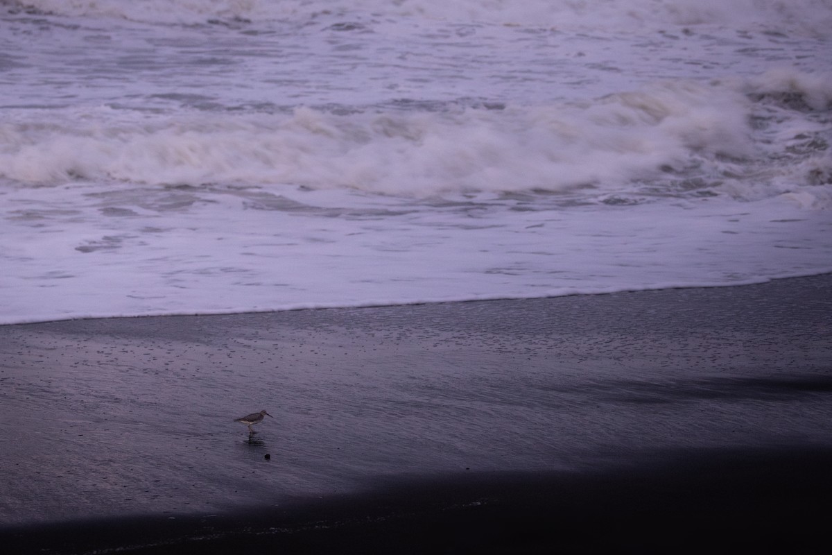 Коловодник аляскинський - ML644446392