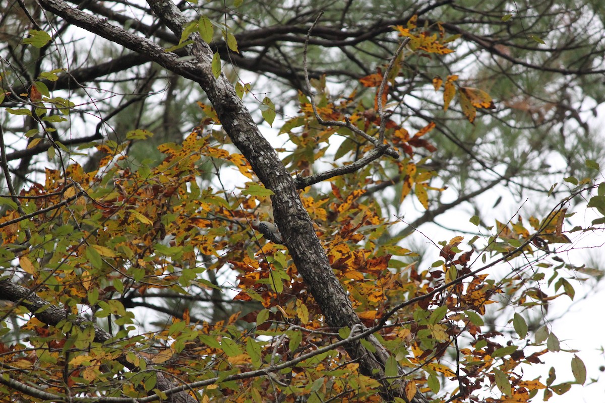 シマセゲラ - ML644446403