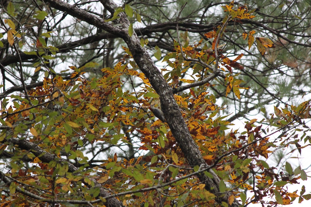 シマセゲラ - ML644446405