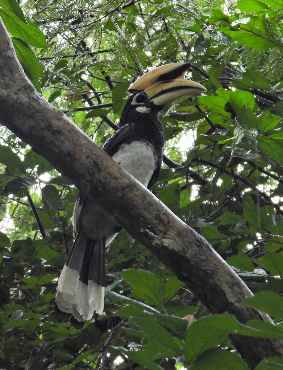 キタカササギサイチョウ - ML644446406