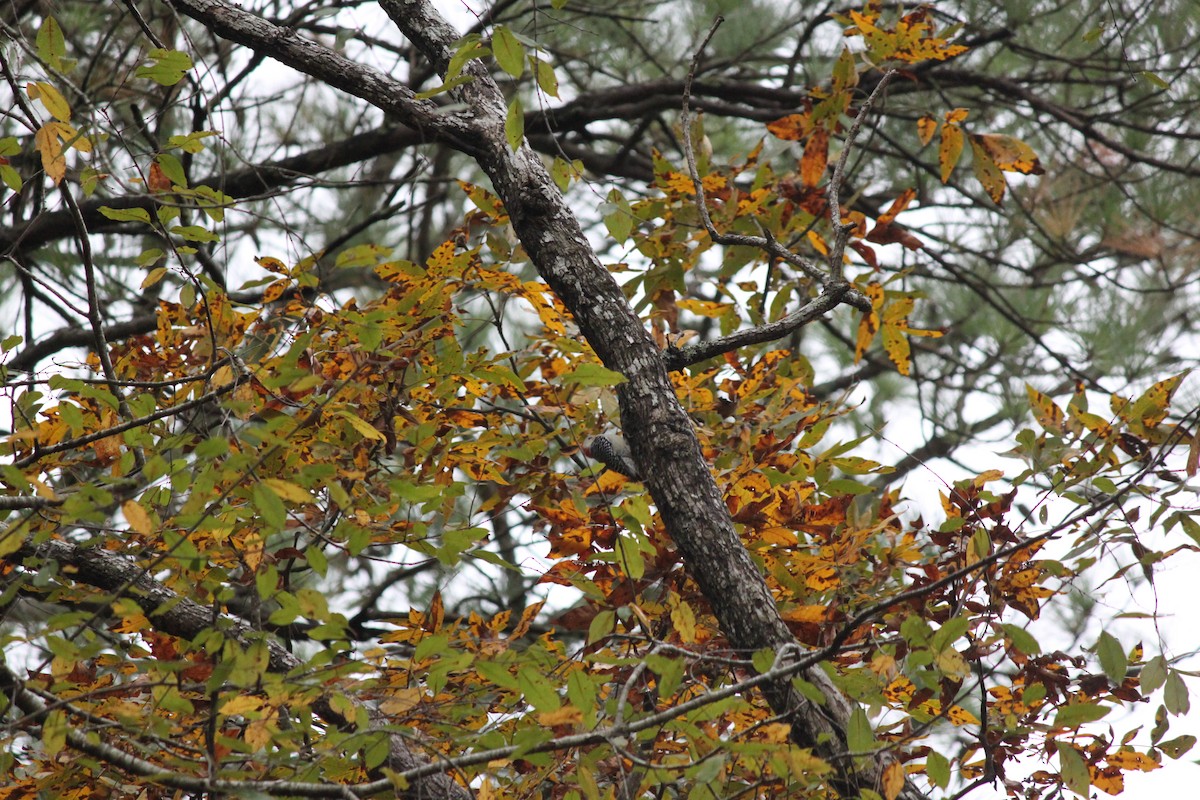 シマセゲラ - ML644446407