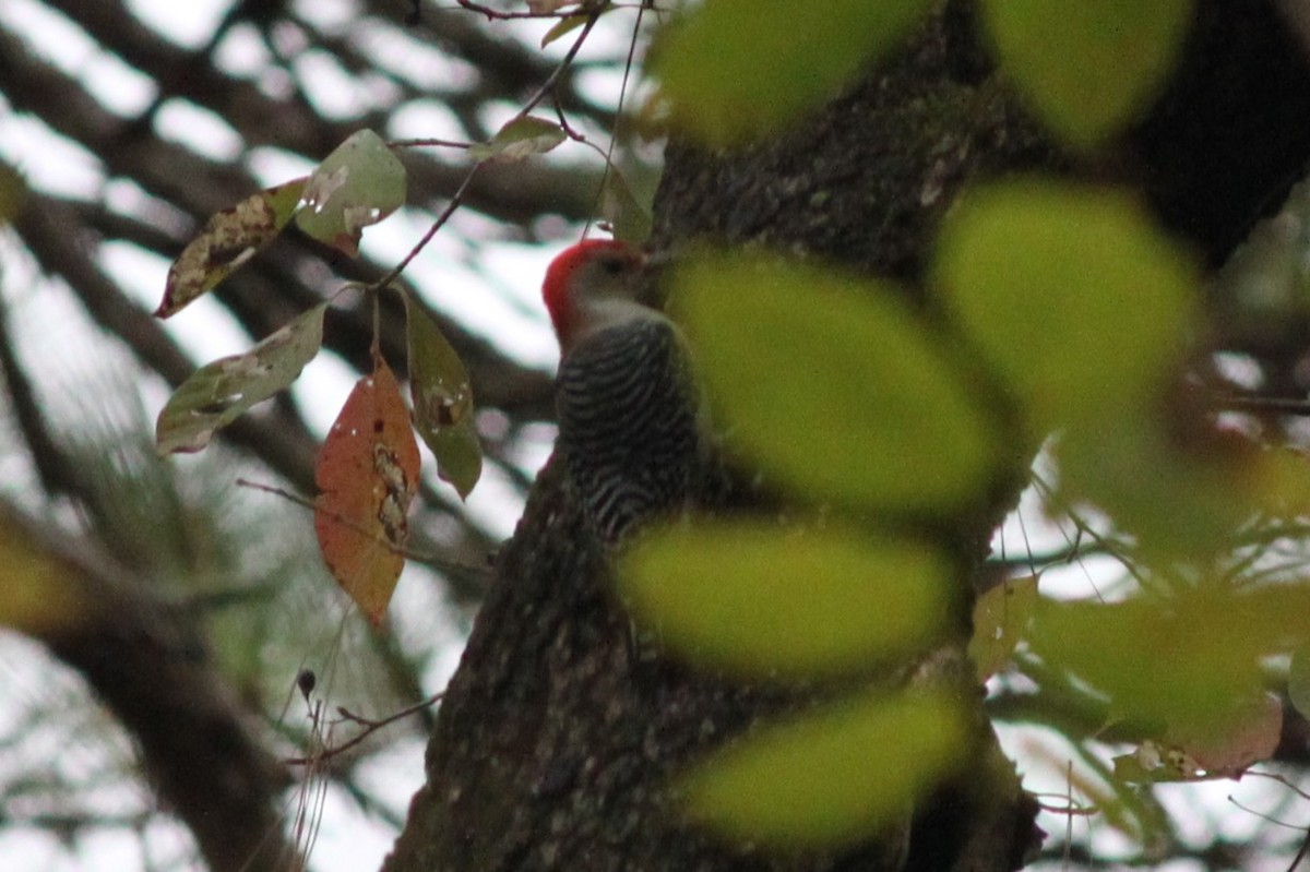 シマセゲラ - ML644446408