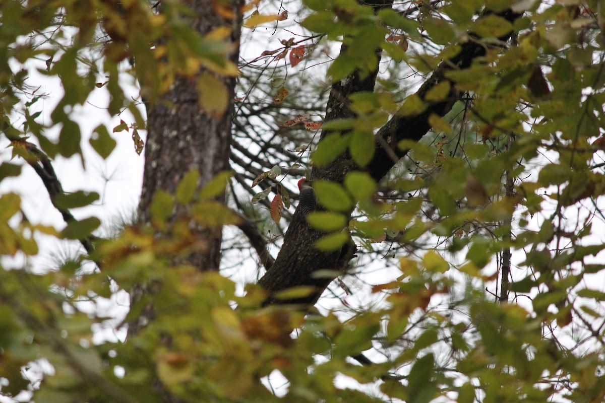 シマセゲラ - ML644446414