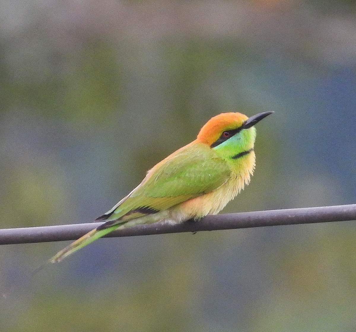 Asian Green Bee-eater - ML644446415
