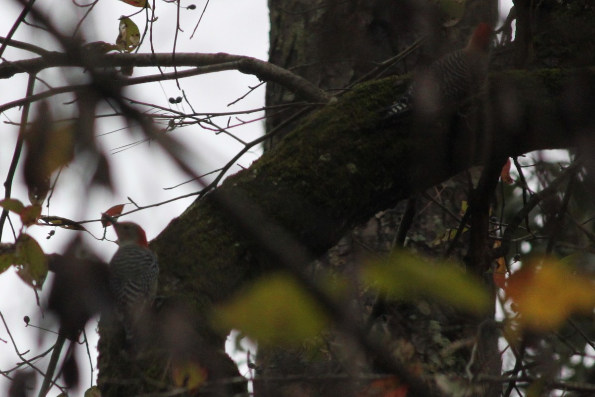 シマセゲラ - ML644446416