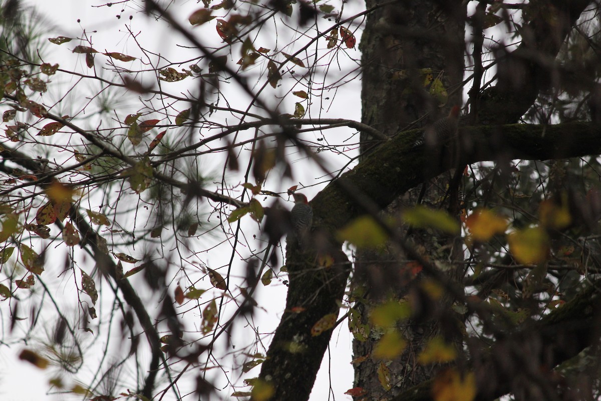 シマセゲラ - ML644446417