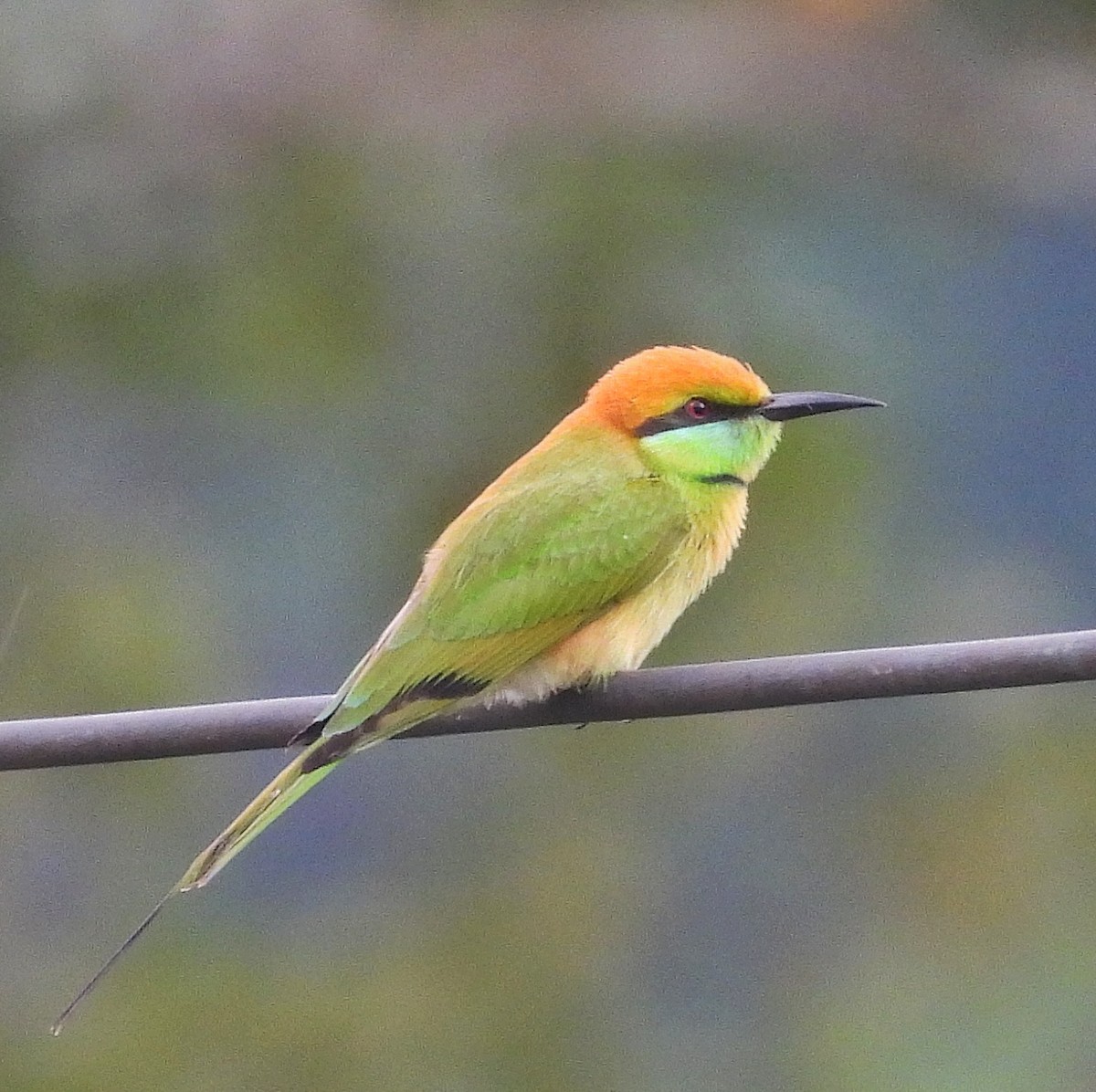 Asian Green Bee-eater - ML644446418