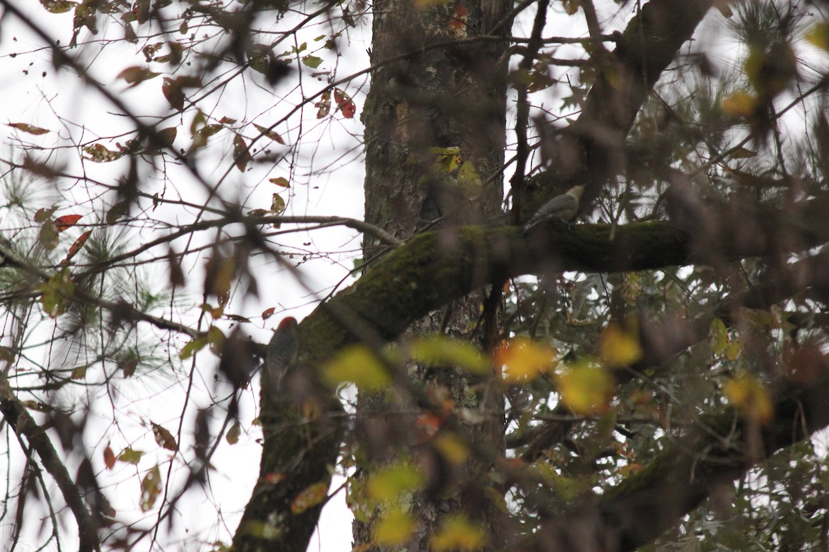 シマセゲラ - ML644446419