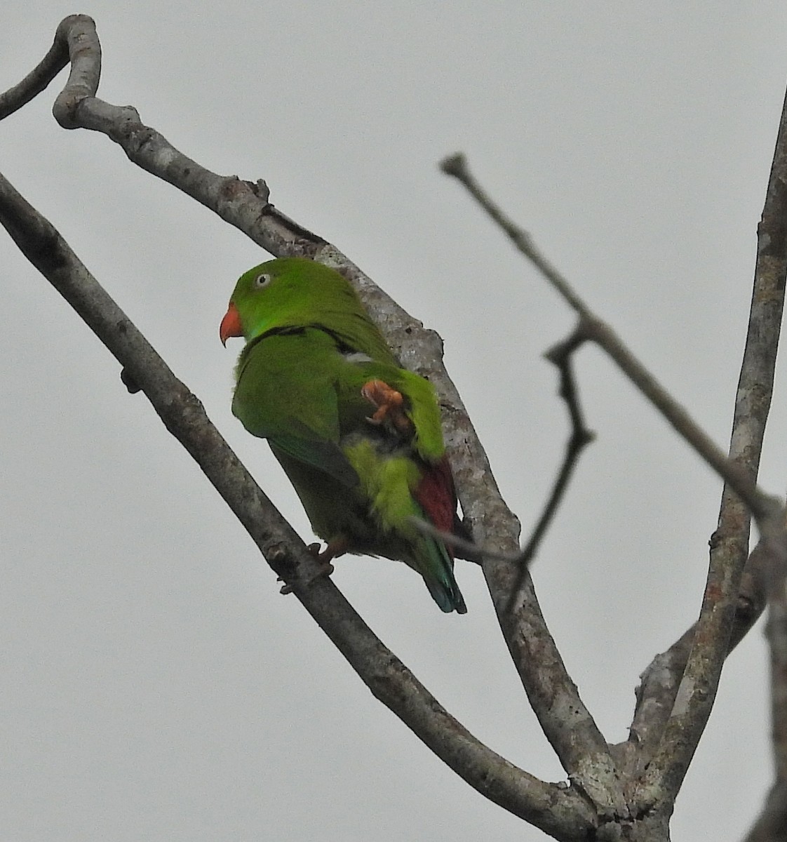 ミドリサトウチョウ - ML644446421