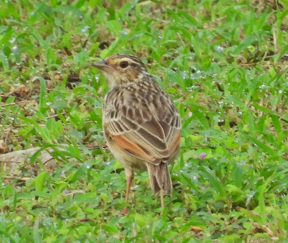 ズアカヤブヒバリ - ML644446425