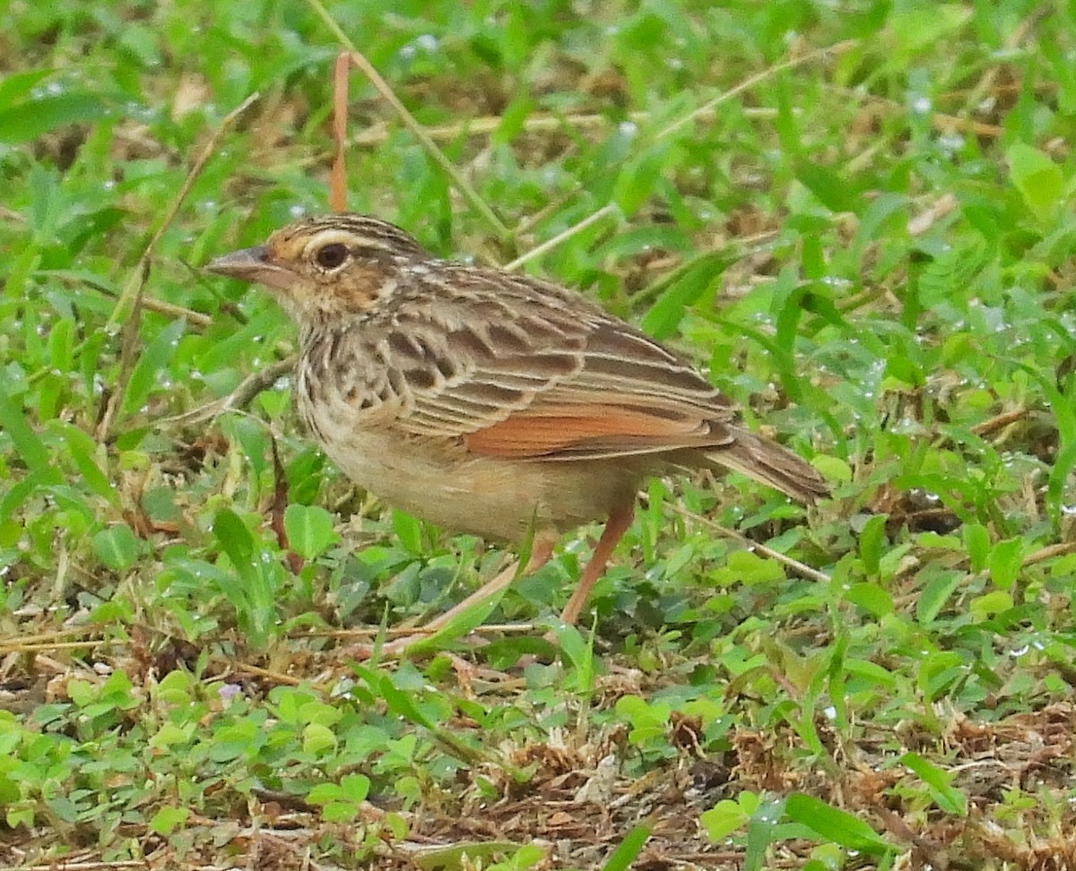 ズアカヤブヒバリ - ML644446426