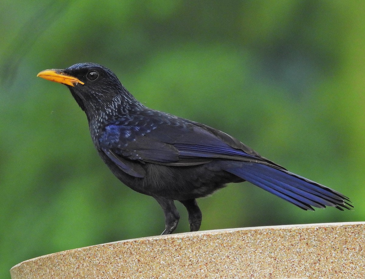 オオルリチョウ - ML644446428