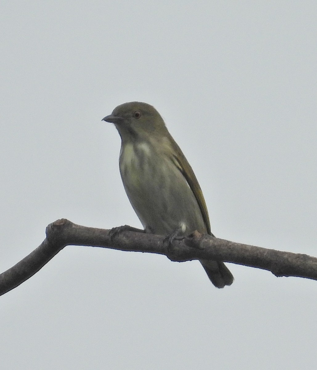 ハシブトハナドリ - ML644446429