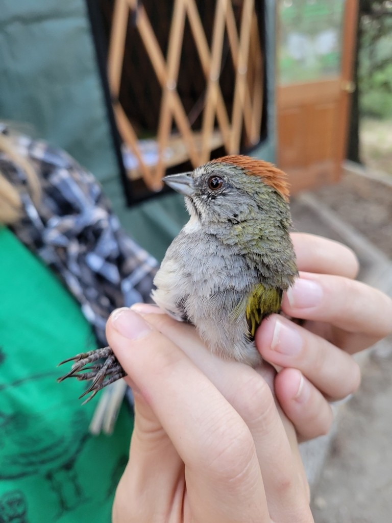Green-tailed Towhee - ML644446431