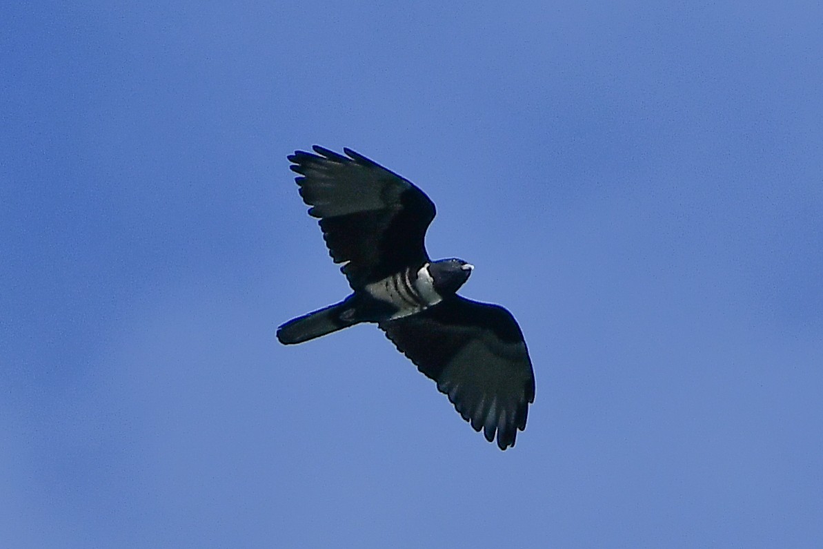 Black Baza - ML644446454