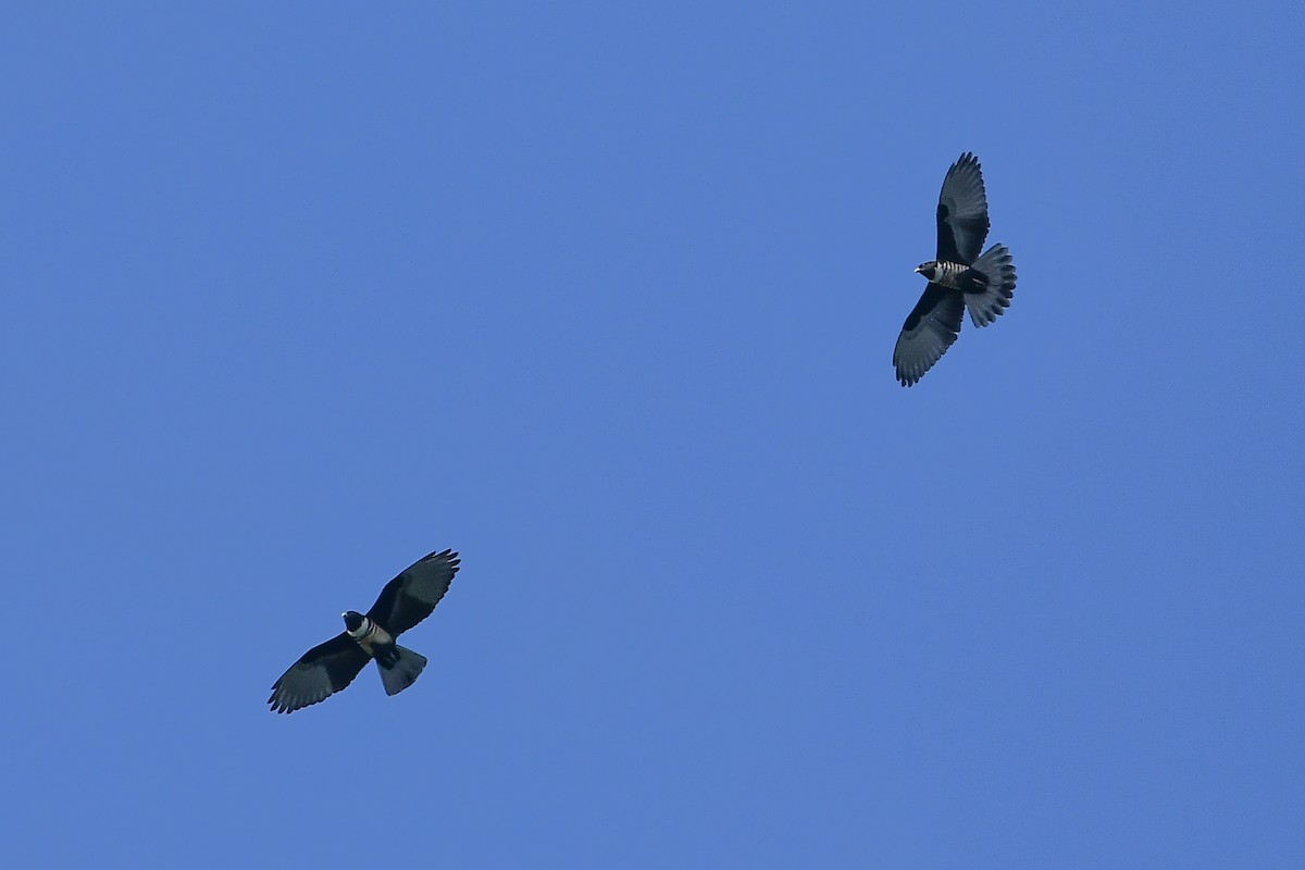 Black Baza - ML644446456