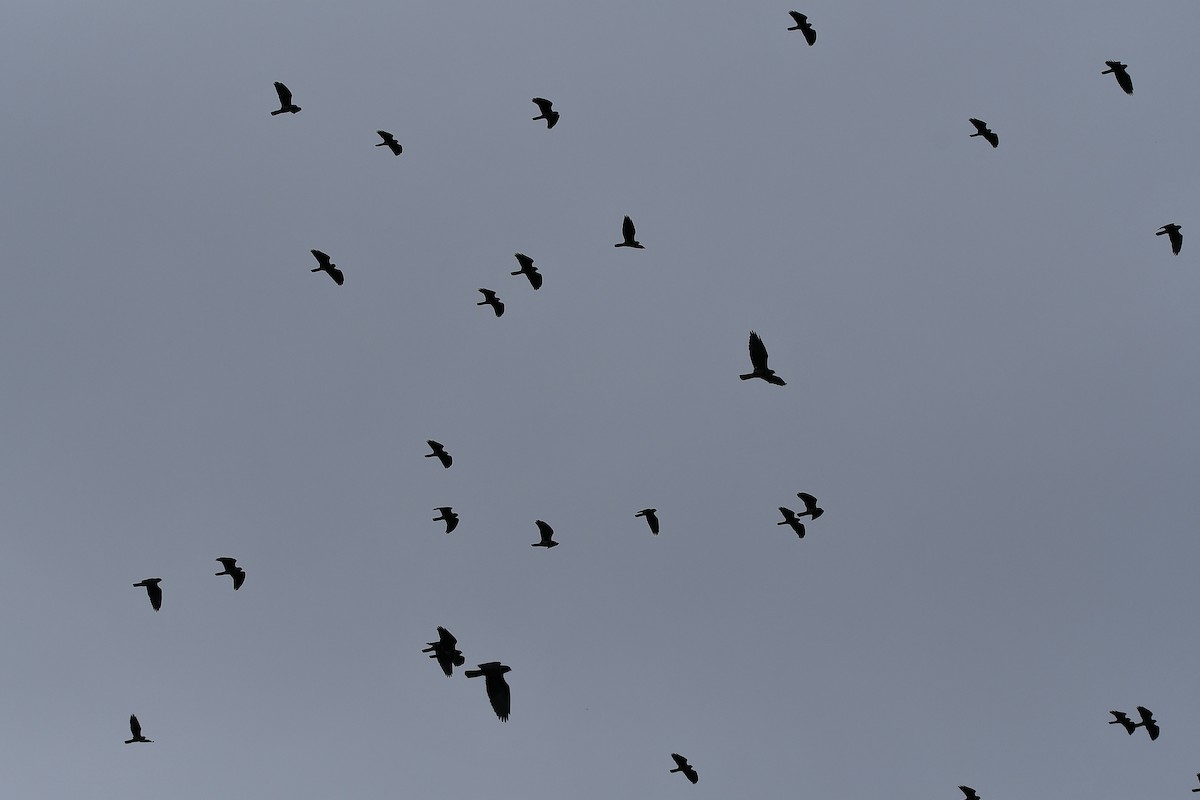 Black Baza - ML644446457