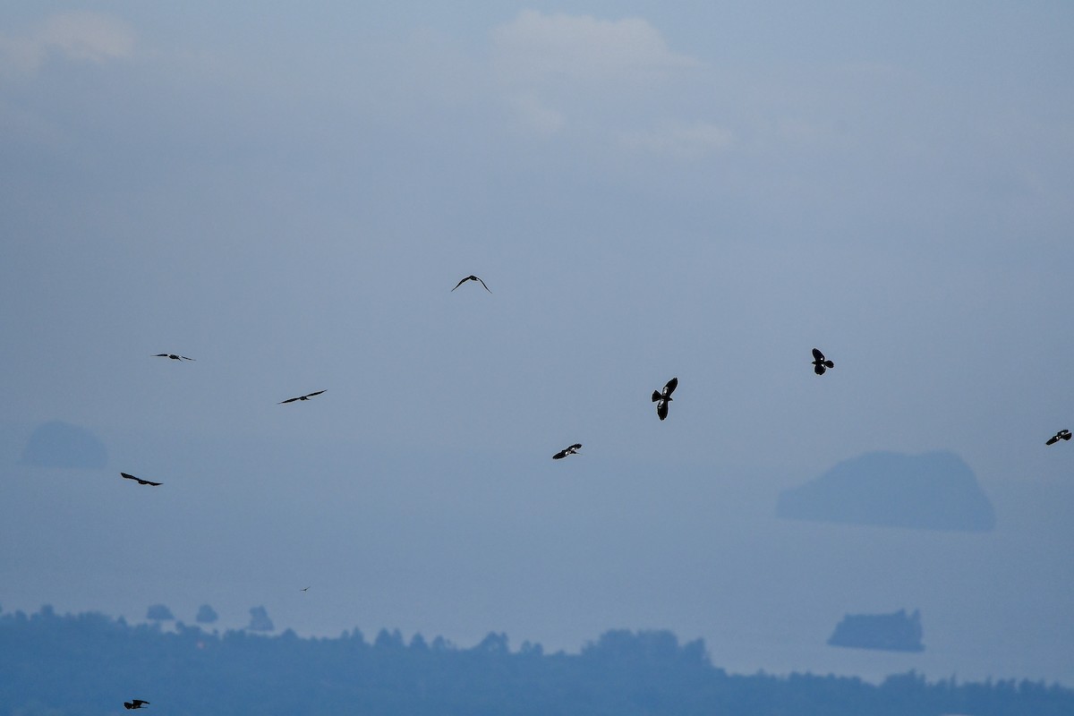 Black Baza - ML644446458